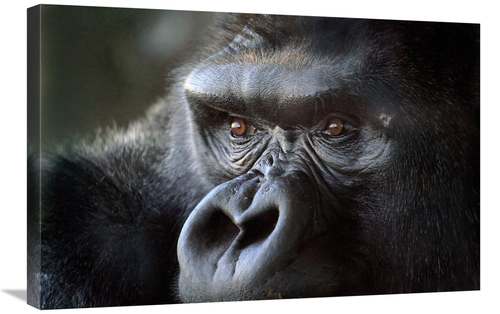 Global Gallery GCS-486395-30-142 30 in. Gorilla Eyes Art Print - Vic S