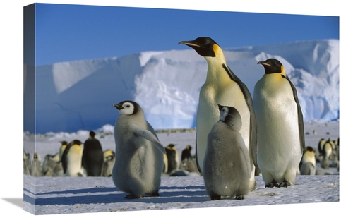 Global Gallery GCS-452318-1624-142 16 x 24 in. Emperor Penguins with C