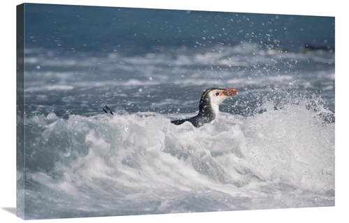 Global Gallery GCS-452447-2436-142 24 x 36 in. Royal Penguin Swimming 