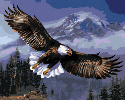 Zuty - Paint by Numbers - BALD EAGLE IN FLIGHT (JAMES MEGER), 40x50 cm