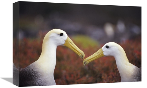 Global Gallery GCS-451411-1218-142 12 x 18 in. Waved Albatross Courtsh