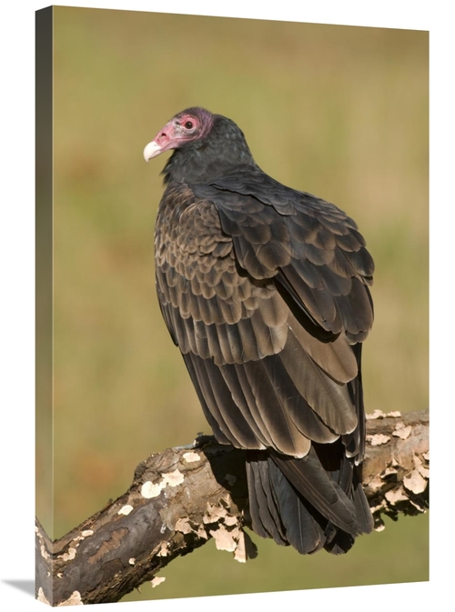 Global Gallery GCS-397331-2030-142 20 x 30 in. Turkey Vulture, How