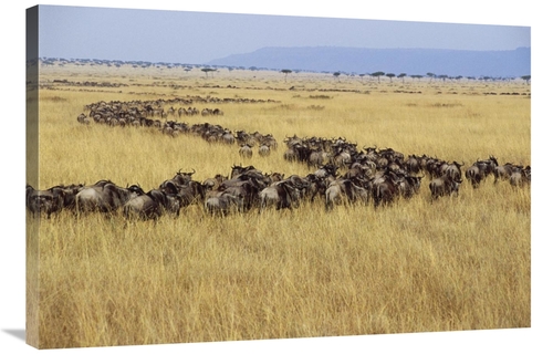 Global Gallery GCS-452947-2436-142 24 x 36 in. Blue Wildebeest Herd Mi