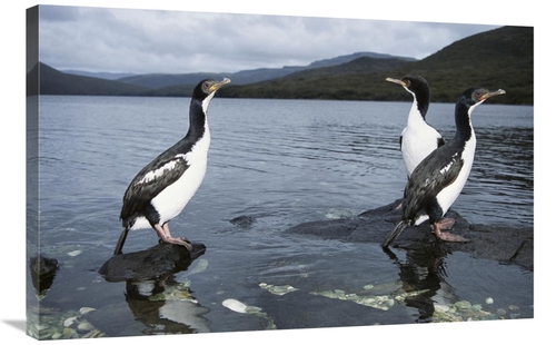 Global Gallery GCS-451585-2436-142 24 x 36 in. Auckland Island Cormora