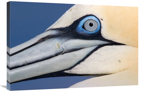 Global Gallery GCS-395689-2436-142 24 x 36 in. Northern Gannet Profile