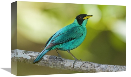 Global Gallery GCS-397286-1218-142 12 x 18 in. Green Honeycreeper Male