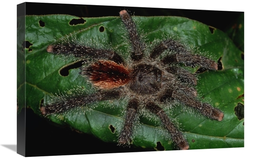 Global Gallery GCS-450797-1624-142 16 x 24 in. Tarantula Juvenile,