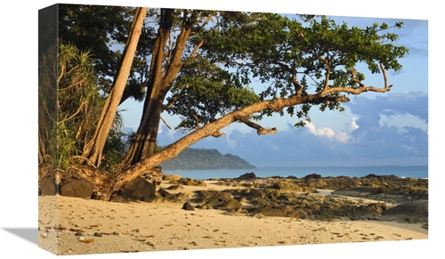 Global Gallery GCS-453635-1218-142 12 x 18 in. Coastal Rainforest,