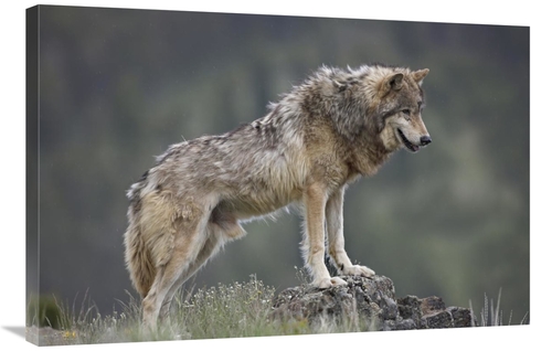 Global Gallery GCS-452261-2436-142 24 x 36 in. Gray Wolf, North Am