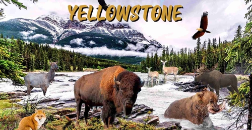 License Plate Travel Poster Art Wilf Life Yellowstone Park