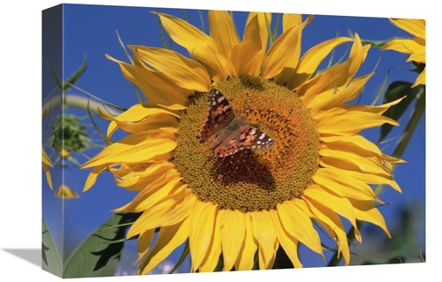 Global Gallery GCS-452037-1216-142 12 x 16 in. Painted Lady Butterfly 