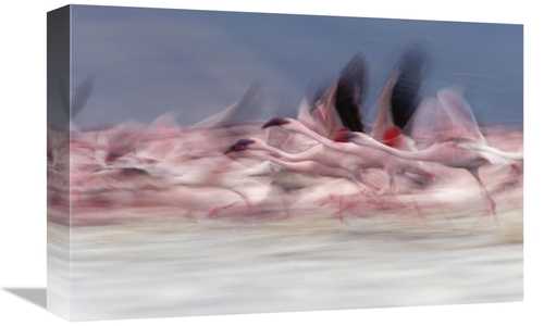 Global Gallery GCS-396381-1218-142 12 x 18 in. Lesser Flamingo Group T