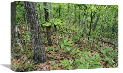 Global Gallery GCS-397534-1218-142 12 x 18 in. Forest in Rainy Season&