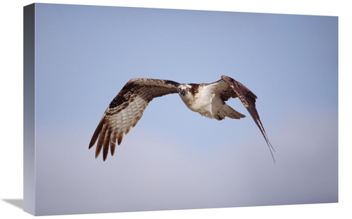 Global Gallery GCS-451955-1624-142 16 x 24 in. Osprey Adult Flying&#44