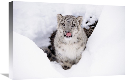 Global Gallery GCS-396034-1624-142 16 x 24 in. Snow Leopard Adult Port
