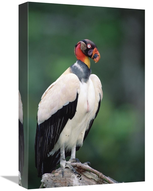Global Gallery GCS-451216-1218-142 12 x 18 in. King Vulture in Full Br