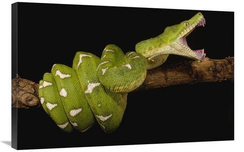 Global Gallery GCS-453183-2436-142 24 x 36 in. Emerald Tree Boa Showin