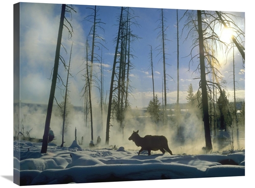 Global Gallery GCS-397151-2432-142 24 x 32 in. Elk Female in the Snow 