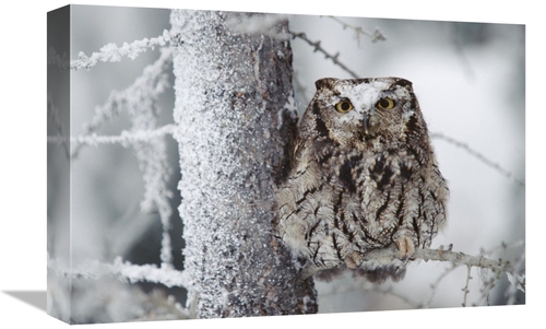 Global Gallery GCS-397070-1218-142 12 x 18 in. Western Screech Owl Per