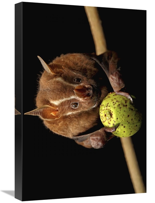 Global Gallery GCS-398574-1624-142 16 x 24 in. Great Fruit-Eating Bat 