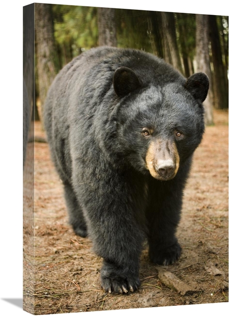 Global Gallery GCS-395707-1624-142 16 x 24 in. Black Bear Portrait Dur