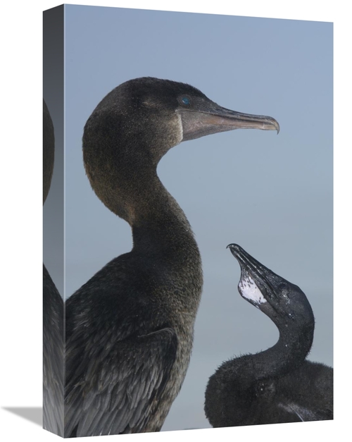 Global Gallery GCS-453077-1218-142 12 x 18 in. Flightless Cormorant At