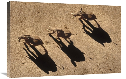 Global Gallery GCS-396301-2030-142 20 x 30 in. African Elephant Trio A