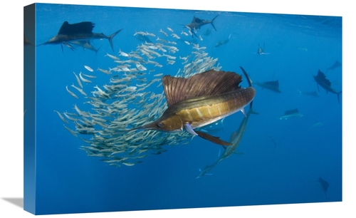 Global Gallery GCS-397932-1624-142 16 x 24 in. Atlantic Sailfish Group