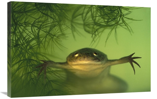 Global Gallery GCS-453375-2436-142 24 x 36 in. African Clawed Frog Aqu