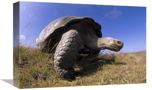 Global Gallery GCS-451373-1218-142 12 x 18 in. Galapagos Giant Tortois