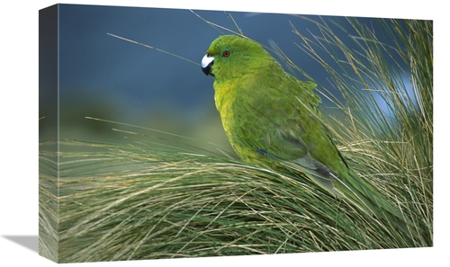 Global Gallery GCS-395639-1218-142 12 x 18 in. Antipodes Parakeet Port