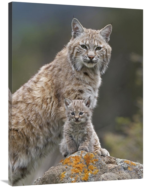 Global Gallery GCS-396115-3040-142 30 x 40 in. Bobcat Mother & Kitten&