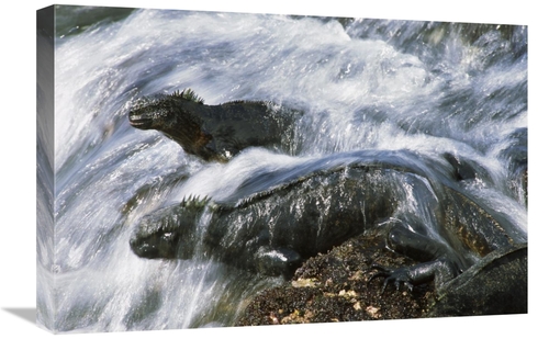 Global Gallery GCS-451147-1624-142 16 x 24 in. Marine Iguana Pair in S