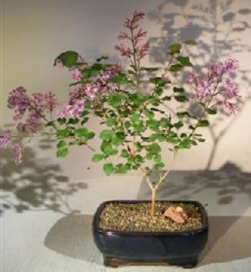 Flowering Dwarf Korean Lilac Bonsai Tree(syringa palabiniana)