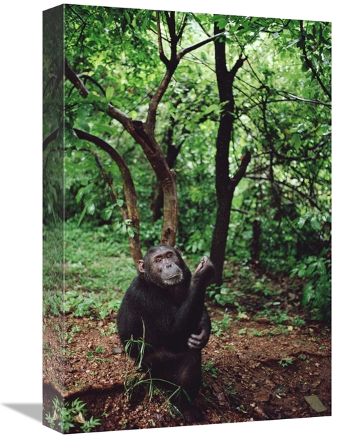Global Gallery GCS-452784-1218-142 12 x 18 in. Chimpanzee, Gombe S