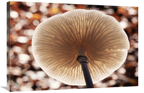 Global Gallery GCS-398297-2436-142 24 x 36 in. Porcelain Mushroom or P