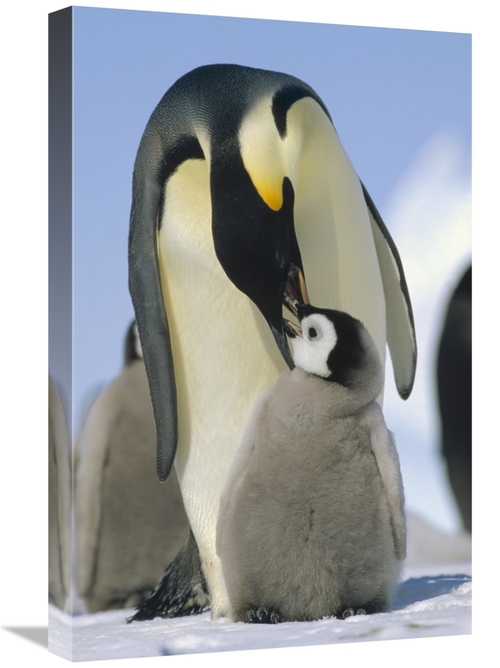 Global Gallery GCS-452377-1624-142 16 x 24 in. Emperor Penguin Parent 