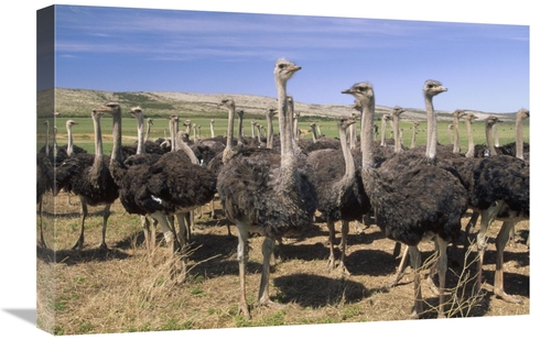 Global Gallery GCS-452909-1624-142 16 x 24 in. Ostrich Females in Larg