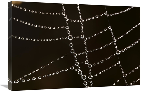 Global Gallery GCS-398080-2030-142 20 x 30 in. Spider Web with Beads o