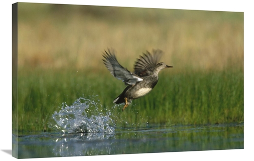 Global Gallery GCS-396297-2436-142 24 x 36 in. Gadwall Duck Taking Fli