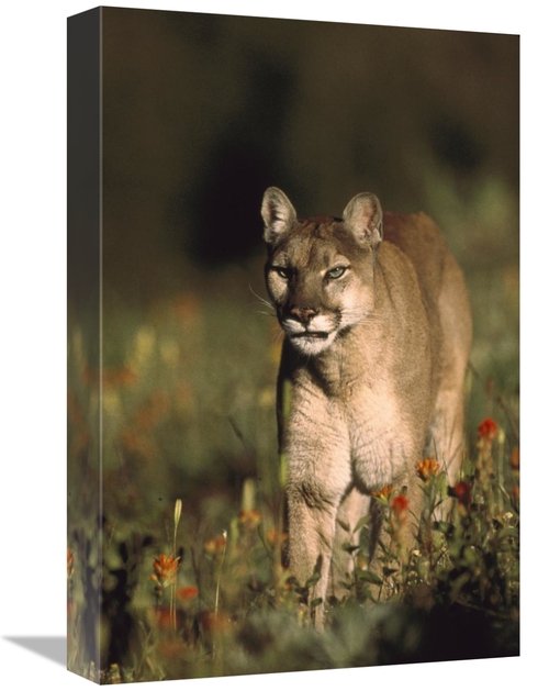 Global Gallery GCS-397083-1218-142 12 x 18 in. Mountain Lion or Cougar