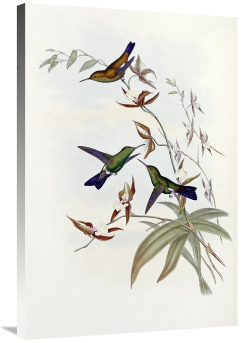 Global Gallery GCS-268029-36-142 36 in. Family of Hummingbirds Art Pri