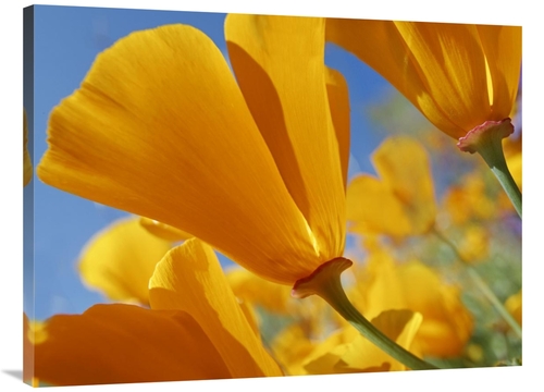 Global Gallery GCS-452253-3040-142 30 x 40 in. California Poppy Flower