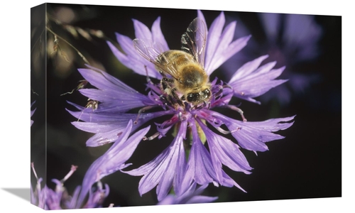 Global Gallery GCS-452340-1218-142 12 x 18 in. Honey Bee Collecting Po