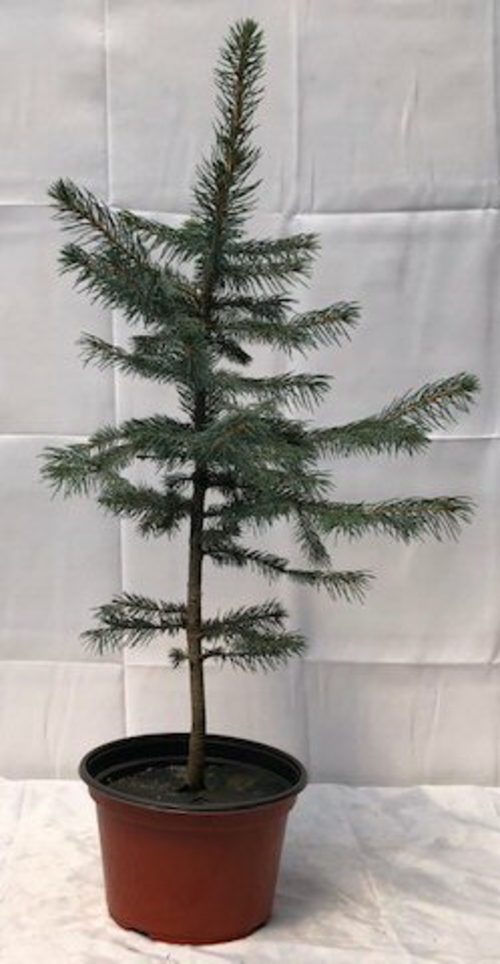 Pre Colorado Blue Spruce Bonsai Tree(picea pungens)