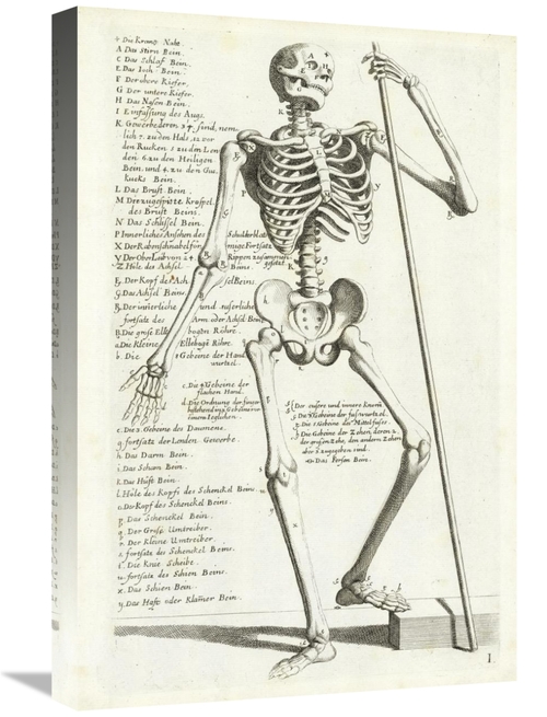 Global Gallery GCS-454963-1624-142 16 x 24 in. Anatomical Diagram Show