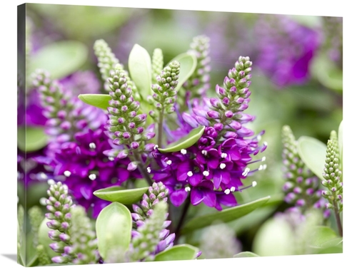 Global Gallery GCS-398350-2835-142 28 x 35 in. Hebe Dona Diana Variety