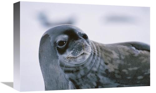 Global Gallery GCS-453581-1218-142 12 x 18 in. Weddell Seal Portrait&#