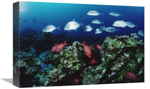 Global Gallery GCS-450743-1218-142 12 x 18 in. Cavalla & Squirrelfish 