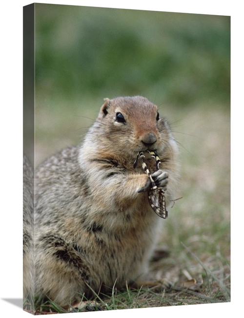 Global Gallery GCS-451906-1624-142 16 x 24 in. Arctic Ground Squirrel 